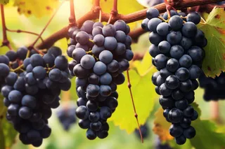 葡萄种植园黑葡萄摄影图