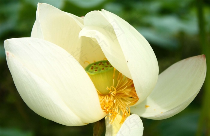 洁白的荷花素材大图