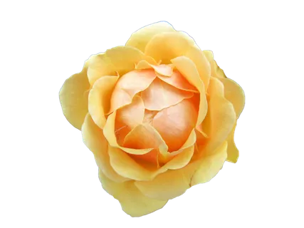 鲜花玫瑰免扣素材