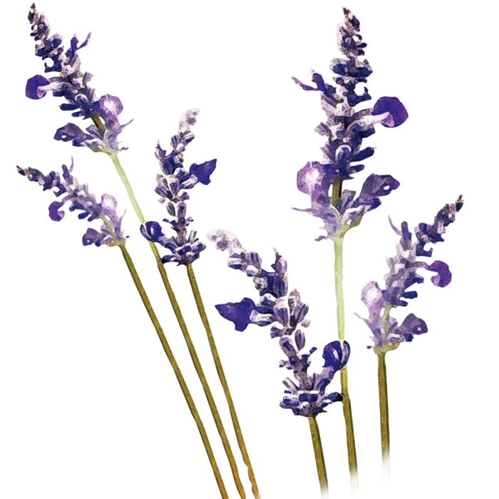 薰衣草免抠花朵