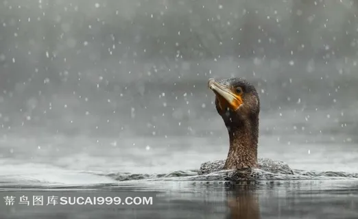 湖里的鸭子图片