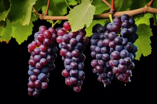 葡萄种植园黑葡萄摄影图