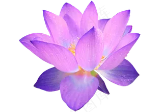 荷花素材 免抠  荷花  复古 中国风 莲花 荷叶