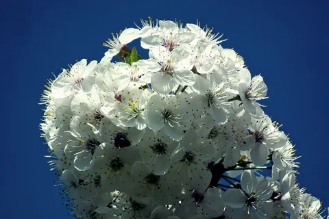 白色樱花高清摄影图片 白色樱花高清摄影图片