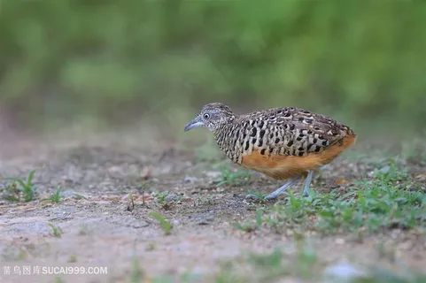 行走的三趾鹑鸟类图片 行走的三趾鹑鸟类图片