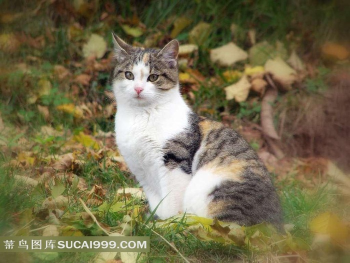 草地和落叶上的花猫