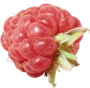 覆盆子 PNG免抠