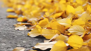 秋天掉落在马路上的黄色树叶摄影图