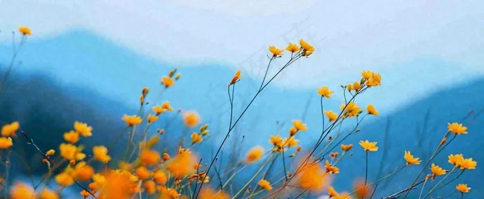 简约橙色小花鲜花，蓝色天空山脉虚幻意境摄影图(1712x704)