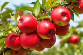 苹果果树摄影图