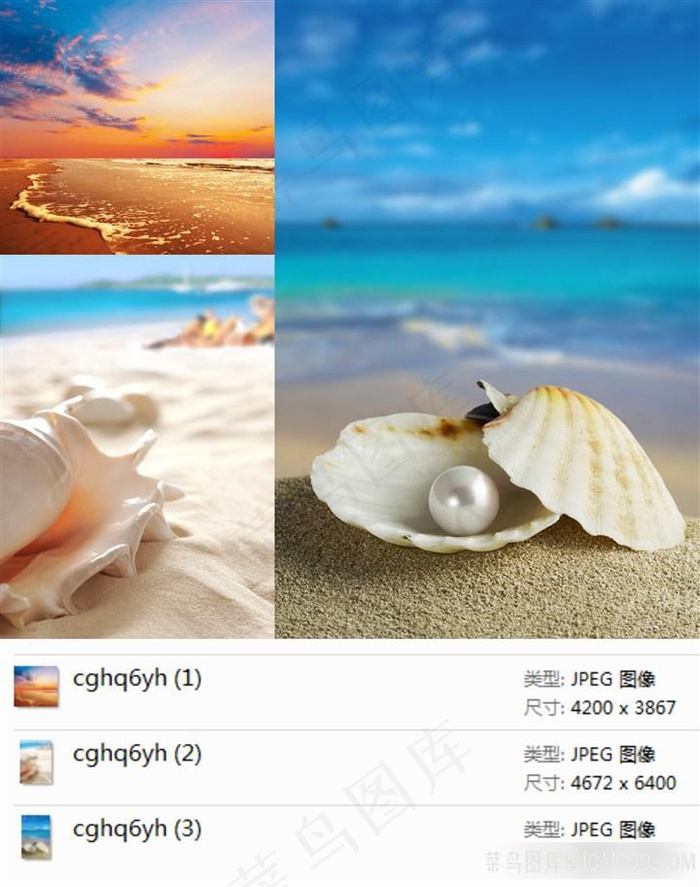 美丽的沙滩贝壳素材