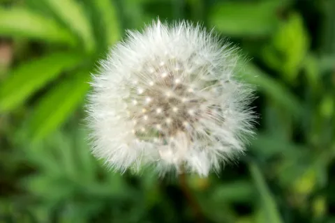 蒲公英的种子图片 蒲公英的种子图片