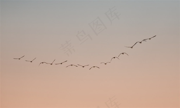 天空中排成一字的大雁高清图片