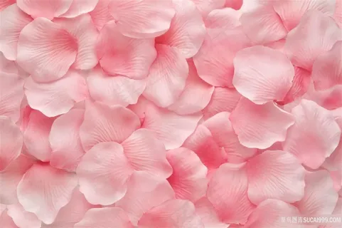 玫瑰花瓣摄影图片 玫瑰花瓣摄影图片