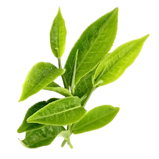 树木树枝树叶免扣素材