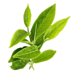 树木树枝树叶免扣素材