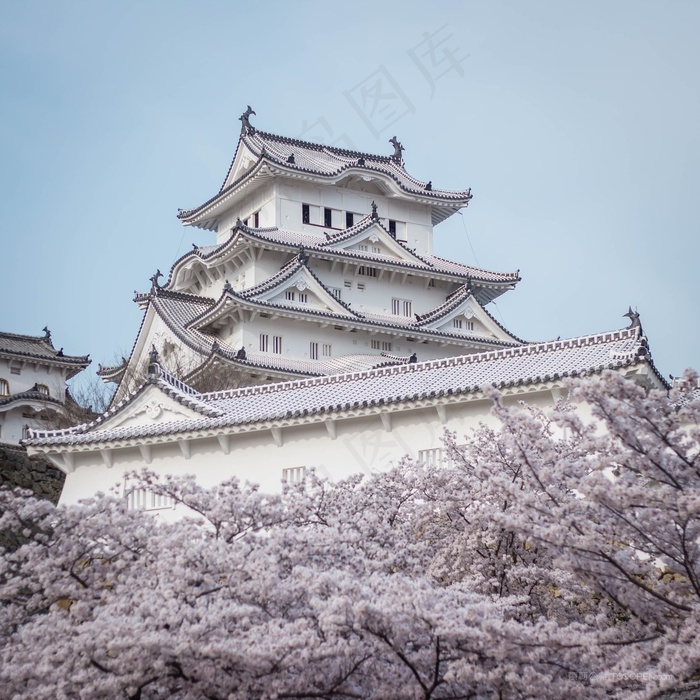 日本樱花城堡图片