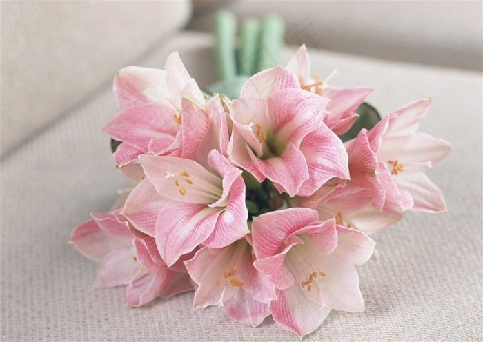 高清粉色百合花