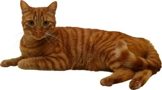 趴在地上的猫 PNG免抠