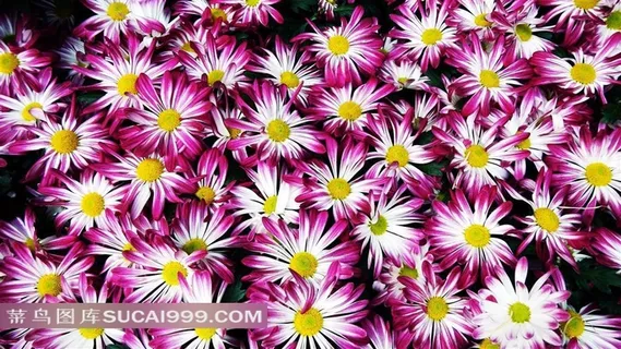 美丽鲜花高清图片 美丽鲜花高清图片