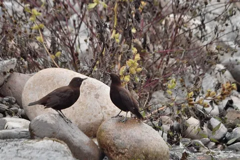 鸟类大全褐河乌摄影图