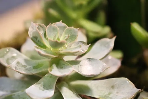 多汁多肉植物图片 多汁多肉植物图片