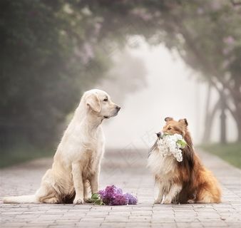 公园里的金毛犬狗狗图片