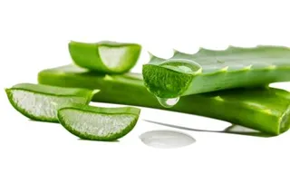 芦荟 PNG免抠