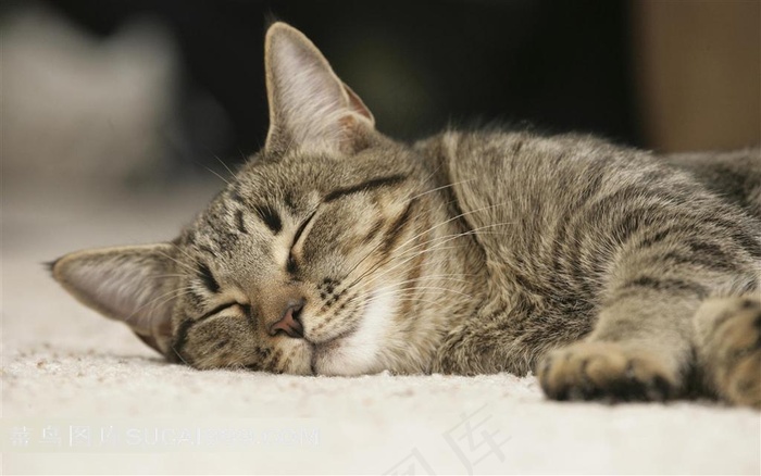 躺着入睡的小猫摄影素材