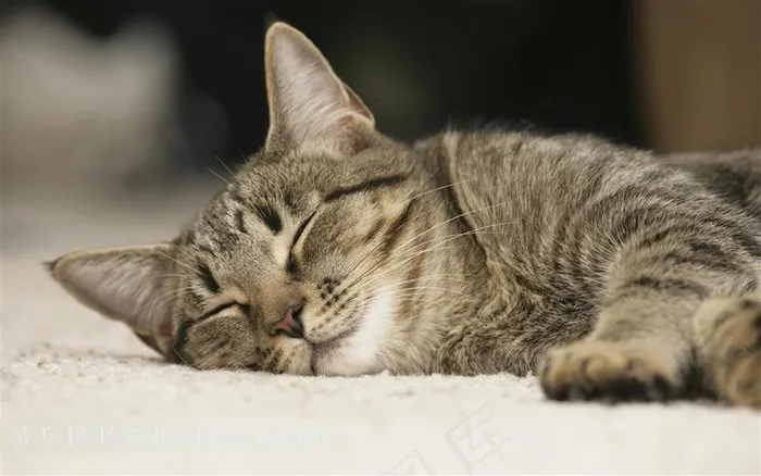 躺着入睡的小猫摄影素材