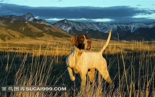 草丛中的狗摄影图 草丛中的狗摄影图