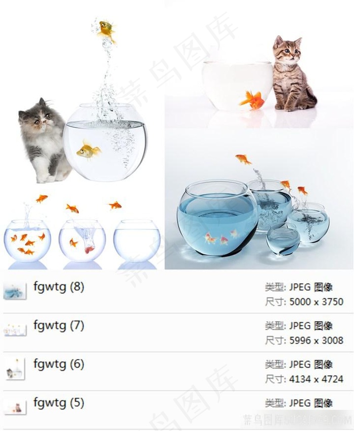 小猫鱼缸摄影素材