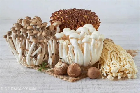 新鲜蘑菇高清图片 新鲜蘑菇高清图片