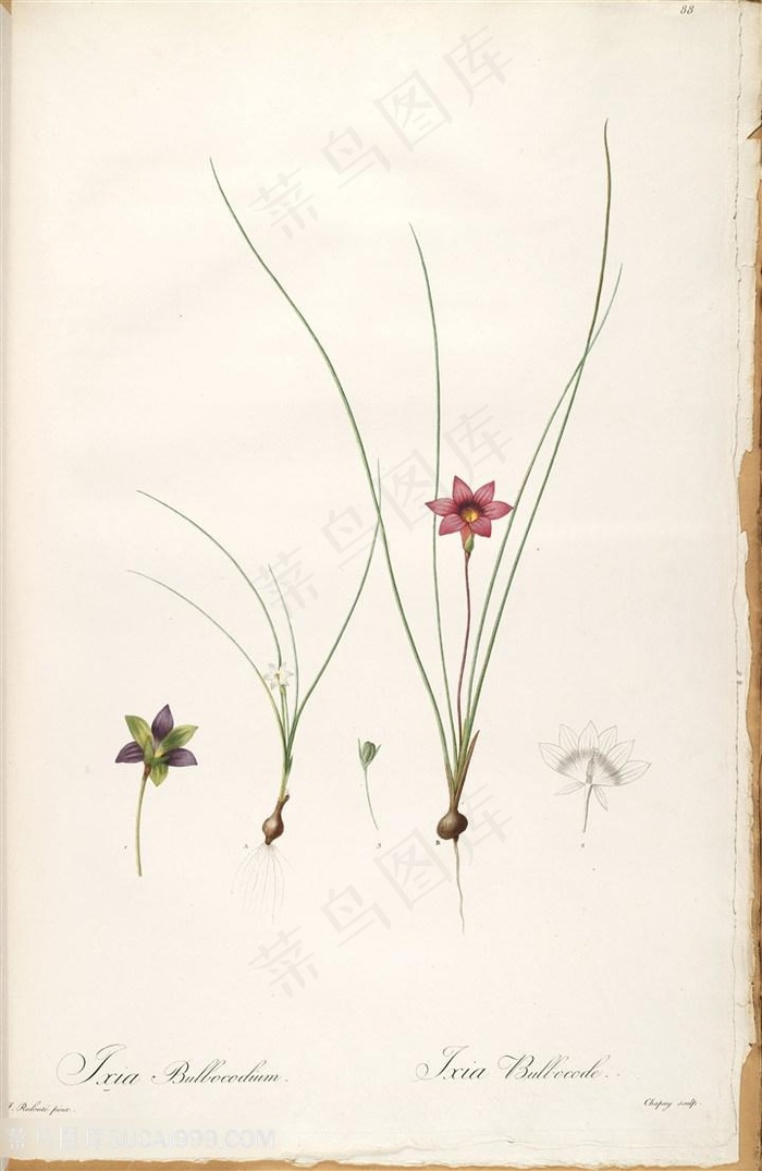 雷杜德原版高清唯美花卉复古插画素材