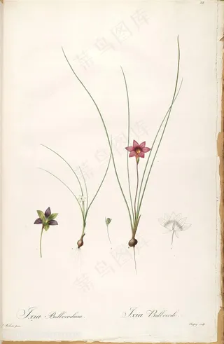 雷杜德原版高清唯美花卉复古插画素材