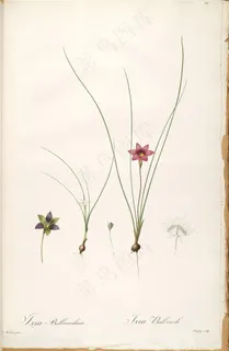 雷杜德原版高清唯美花卉复古插画素材 雷杜德原版高清唯美花卉复古插画素材
