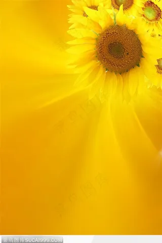 金色向日葵-角落的向日葵