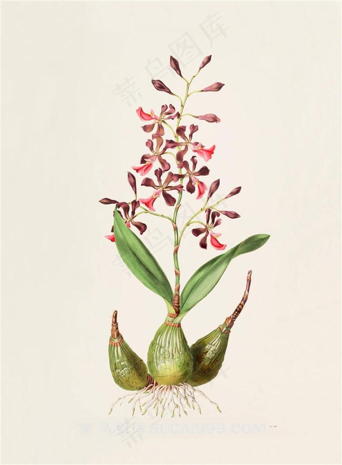 彩色兰花彩绘插画图片