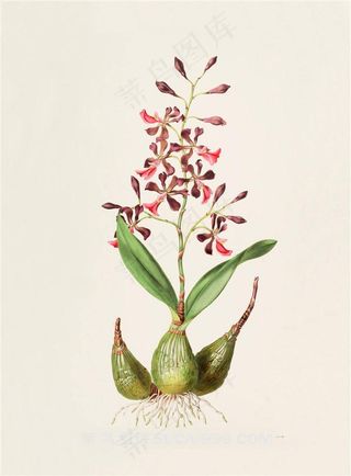 彩色兰花彩绘插画图片