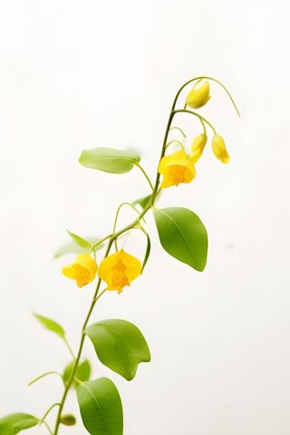 花朵黄色简约背景