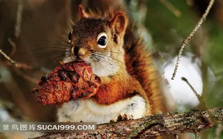 抱松球的小松鼠素材