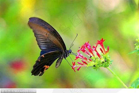 昆虫生态-花朵上的蝴蝶