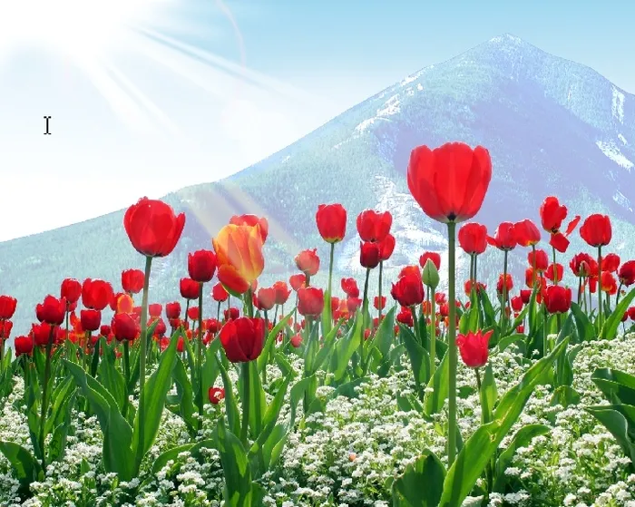 红色郁金香背景 郁金香 背景 风景 光线 阳光 大山 巍巍山峰psd模版下载