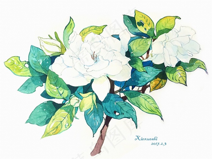 手绘月季水彩