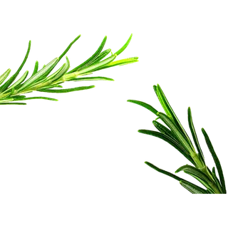 迷迭香免抠图