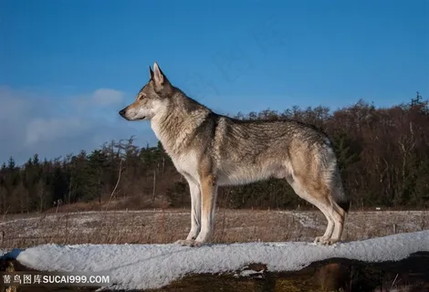 蓝天下狼侧面图片 蓝天下狼侧面图片
