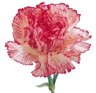 高清康乃馨图片下载