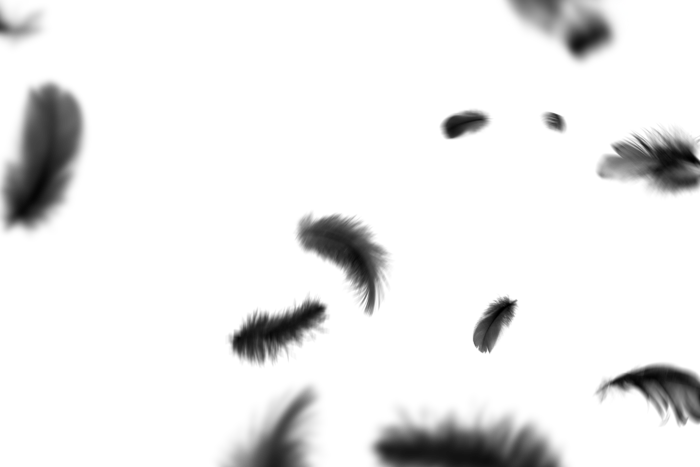 黑色羽毛素材