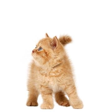 猫png图像,免费下载图片,小猫免抠(500x326)