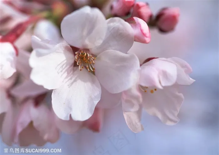 花卉物语-粉色的漂亮梅花